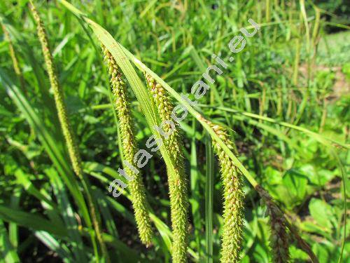 Carex pendula Huds.