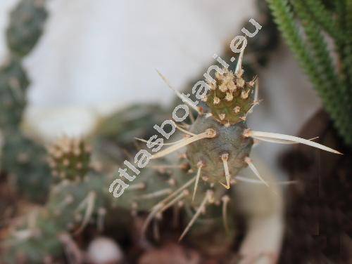 Tephrocactus articulatus var. papyracanthus (Phil.) Back. (Tephrocactus articulatus var. oligacanthus, Tephrocactus papyracanthus)