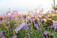 Verbena 'Tapien Blue Violet' (Glandularia)