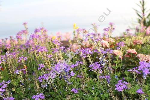Verbena 'Tapien Blue Violet' (Glandularia)