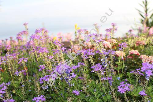 Verbena 'Tapien Blue Violet' (Glandularia)