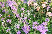 Verbena 'Tapien Blue Violet' (Glandularia)