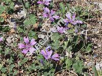 Malva sylvestris subsp. sylvestris (Althea sylvestris, Malva silvestris L.)