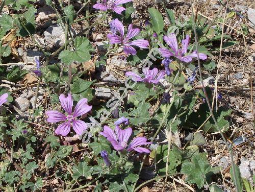 Malva sylvestris subsp. sylvestris (Althea sylvestris, Malva silvestris L.)