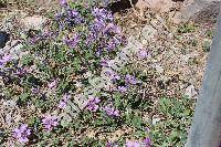 Malva sylvestris subsp. sylvestris (Althea sylvestris, Malva silvestris L.)