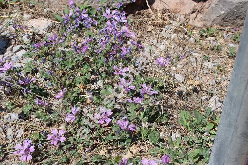 Malva sylvestris subsp. sylvestris (Althea sylvestris, Malva silvestris L.)