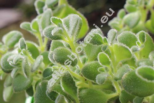 Plectranthus argentatus Blake (Coleus)