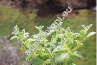 Plectranthus argentatus Blake (Coleus)