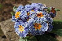 Primula 'Zebra Blue'