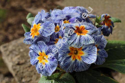 Primula 'Zebra Blue'