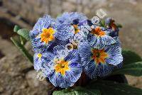 Primula 'Zebra Blue'