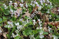 Viola suavis Bieb. (Viola odorata subsp. suavis (Bieb.) Nym.)