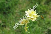 Saxifraga x apiculata Engl. (Saxifraga x apiculata Engl. unresolved)