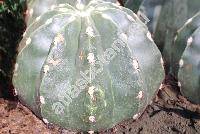 Melocactus maxonii (Melocactus maxonii (Grke) Grke)