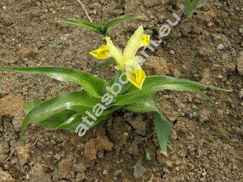 Iris orchioides Carr. (Juno orchioides (Carr.) Wed.)