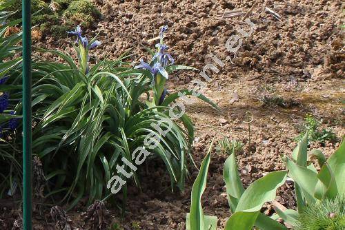 Iris aucheri (Bak.) Sealy (Juno aucheri (Bak.) Klatt, Xiphion aucheri Bak.)