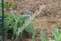 Iris aucheri (Bak.) Sealy (Juno aucheri (Bak.) Klatt, Xiphion aucheri Bak.)