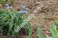 Iris aucheri (Bak.) Sealy (Juno aucheri (Bak.) Klatt, Xiphion aucheri Bak.)