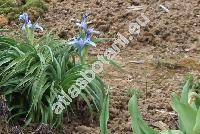 Iris aucheri (Bak.) Sealy (Juno aucheri (Bak.) Klatt, Xiphion aucheri Bak.)