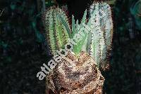 Boophone disticha (L. f.) Herb. (Amaryllis disticha L. f., Haemanthus ciliaris L., Boophone toxicaria (L. f. ex Ait.) Dietr.)