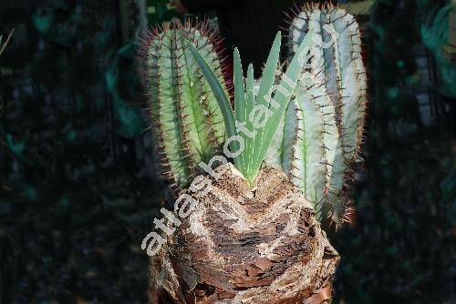 Boophone disticha (L. f.) Herb. (Amaryllis disticha L. f., Haemanthus ciliaris L., Boophone toxicaria (L. f. ex Ait.) Dietr.)