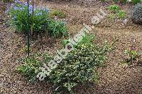 Abies pinsapo 'Aurea'