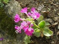 Primula hirsuta All.