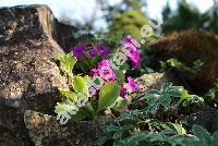 Primula hirsuta All.