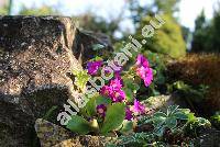 Primula hirsuta All.