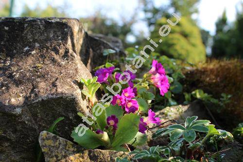 Primula hirsuta All.