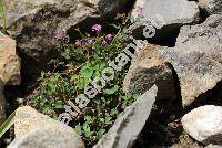 Thalictrum kiusianum Nakai (Thalictrum kiusianum Nakai unresolved)