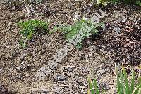 Corydalis malkensis Galushko (Fumaria)