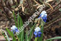 Muscari 'Sky Blue'