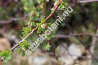 Salix x simulatrix White (Salix x simulatrix White unresolved)