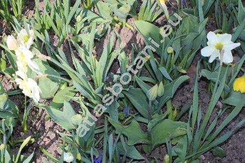 Narcissus 'Ice Follies'
