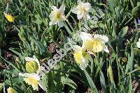 Narcissus 'Ice Follies'