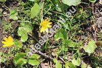 Ficaria verna Huds. (Ranunculus ficaria L.)