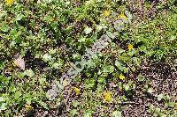 Ficaria verna Huds. (Ranunculus ficaria L.)