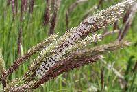 Melica transsilvanica Schur (Melica ciliata subsp. transsilvanica (Schur) Celak., Melica lobata Schur)