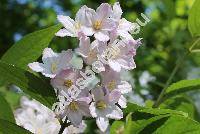 Deutzia x elegantissima Rehder