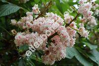 Aesculus hippocastanum var. beaumanii Schneid. (Aesculus hippocastanum f. beaumanii (Schneid.) Dole, Hippocastanum vulgare Gaertn.)