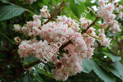Aesculus hippocastanum var. beaumanii Schneid. (Aesculus hippocastanum f. beaumanii (Schneid.) Dole, Hippocastanum vulgare Gaertn.)