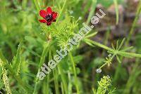 Adonis annua L. (Adonis autumnalis L., Adonis phoenicea (L.) Bercht. et J. Presl)