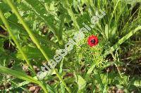 Adonis annua L. (Adonis autumnalis L., Adonis phoenicea (L.) Bercht. et J. Presl)