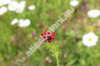 Adonis annua L. (Adonis autumnalis L., Adonis phoenicea (L.) Bercht. et J. Presl)