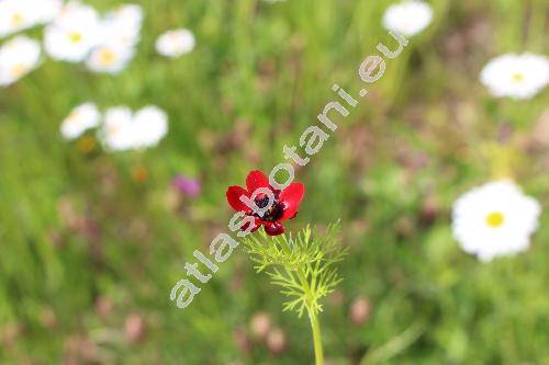 Adonis annua L. (Adonis autumnalis L., Adonis phoenicea (L.) Bercht. et J. Presl)