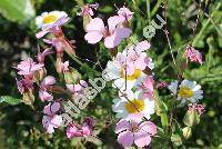 Vaccaria hispanica (Mill.) Rausch. (Saponaria hispanica Mill., Gypsophila vaccaria (L.) Sm., Vaccaria vulgaris Host, Vaccaria pyramidata Med., Vaccaria  segetalis Garcke)