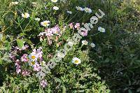 Vaccaria hispanica (Mill.) Rausch. (Saponaria hispanica Mill., Gypsophila vaccaria (L.) Sm., Vaccaria vulgaris Host, Vaccaria pyramidata Med., Vaccaria  segetalis Garcke)