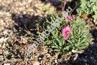 Armeria maritima 'Little Penny'