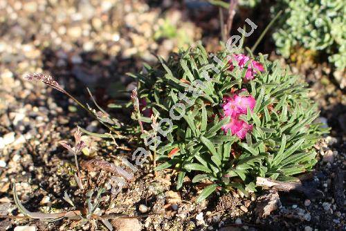 Armeria maritima 'Little Penny'